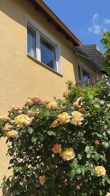 Duesseldorf Messe And Airport, 2-Bedroom Apartment With Kitchen And Garden Duisburg Eksteriør bilde